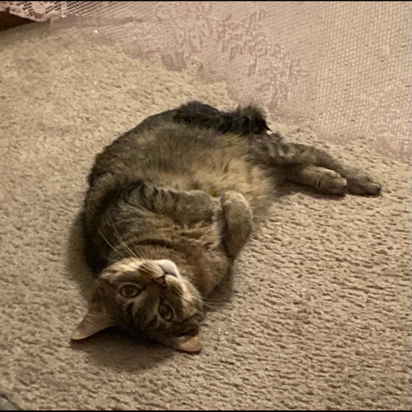 Meet your Posher, Stephanie - Picture 5 of 7